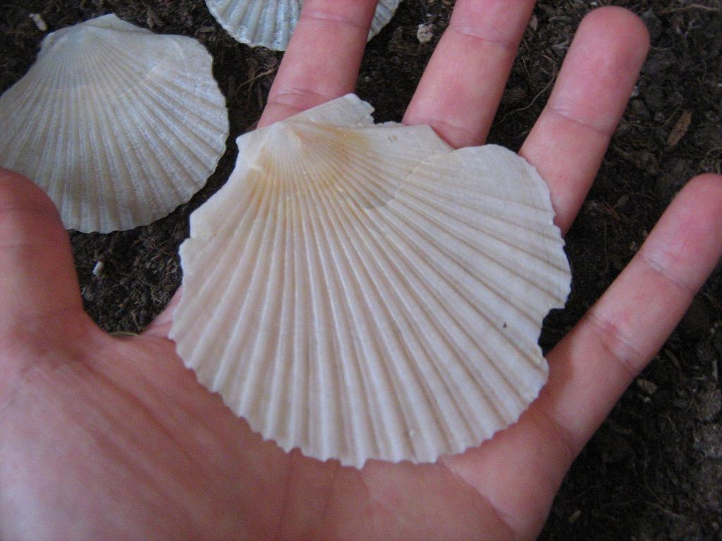 Pliocene biellese